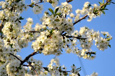 Dallardaki beyaz narin çiçekler. Doğanın güzel, soyut arka planı. Kiraz çiçekleriyle bahar manzarası
