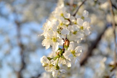 Prunus subjeni. Kiraz çiçekleriyle bahar manzarası. Kiraz çiçeklerinin dalları ile doğal bahçe arka planı. Doğanın güzel soyut arkaplanı