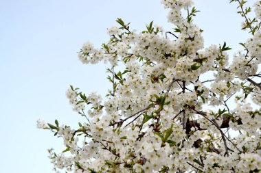 Prunus subjeni. Kiraz çiçeklerinin dalları ile doğal bahçe arka planı. Kiraz çiçekleriyle bahar manzarası. Doğanın güzel çiçek arkaplanı