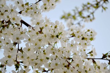 Prunus subjeni. Kiraz çiçeklerinin dalları ile doğal bahçe arka planı. Kiraz çiçekleriyle bahar manzarası. Doğanın güzel arka planı