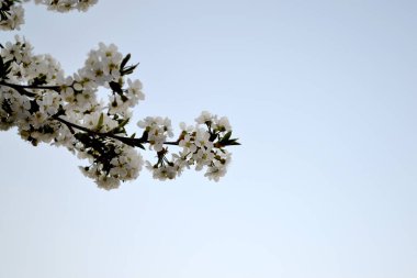 Kiraz çiçeklerinin dalları ile doğal bahçe arka planı. Kiraz çiçekleriyle bahar manzarası