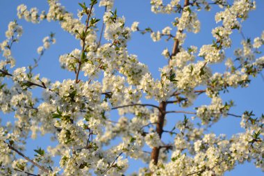 Kiraz çiçeklerinin dalları ile doğal bahçe arka planı. Güzel