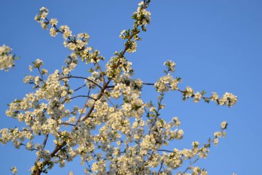 Kiraz çiçeklerinin dalları ile doğal bahçe arka planı. Doğanın güzel, soyut arka planı. Beyaz çiçekler