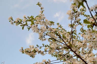 Kiraz çiçeklerinin dalları ile doğal bahçe arka planı. Doğanın güzel, soyut arka planı. Kiraz çiçekleriyle bahar manzarası