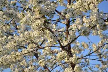 Doğanın güzel, soyut arka planı. Kiraz çiçeklerinin dallarıyla doğal bahçe arka planı