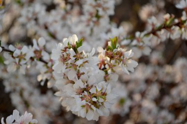 Kirazlı hissettim. Prunus tomentosa. Doğanın güzel, soyut arka planı. Bahar manzarası. Doğal bahçe arka planında Çin kiraz çiçekleri dalları var. Bahar çiçeği, bahçe.