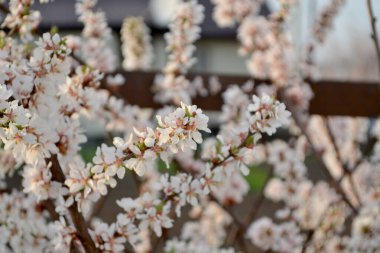 Prunus tomentosa. Kirazlı hissettim. Doğanın güzel, soyut arka planı. Bahar