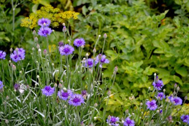 Centaurea. Çiçek mavisi, pembe. Doğanın güzel, soyut arka planı. Yaz manzarası. Çiçek açan çiçek çalılarıyla doğal bahçe arka planı. Yaz çiçekli yatak