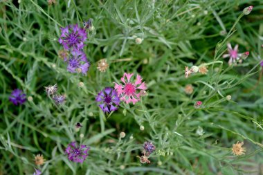 Çiçek mavisi, pembe. Doğanın güzel, soyut arka planı. Centaurea. Yaz manzarası. Çiçek açan çiçek çalılarıyla doğal arka plan
