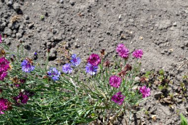 Çiçek mavisi, pembe. Centaurea. Doğanın güzel, soyut arka planı. Yaz manzarası. Doğal arka plan. Çiçekli çalılar