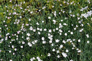 Dianthus. Karanfil beyaz çiçek. Doğanın güzel, soyut arka planı. Yaz