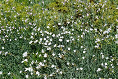 Dianthus. Karanfil beyaz çiçek. Doğanın güzel, soyut arka planı. Yaz manzarası. Doğal arka plan. Çiçek açıyor.