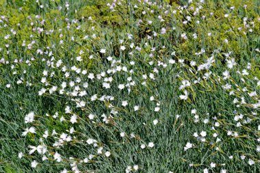 Dianthus. Karanfil beyaz çiçek. Doğanın güzel, soyut arka planı. Yaz manzarası. Doğal arka plan. Çiçekli karanfil çalıları