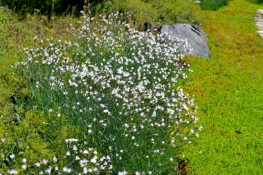 Karanfil beyaz çiçek. Dianthus. Doğanın güzel, soyut arka planı. Yaz manzarası. Doğal.