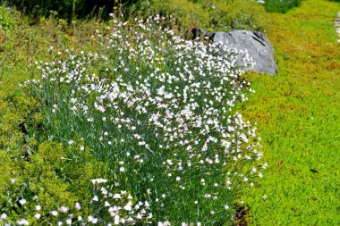 Karanfil beyaz çiçek. Dianthus. Doğanın güzel, soyut arka planı. Yaz manzarası. Doğal arkaplan