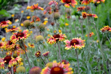 Gaillardia pulchella (ateş tekeri, Hint battaniyesi, Hint battaniyesi veya sundance). Doğanın güzel, soyut arka planı. Yaz