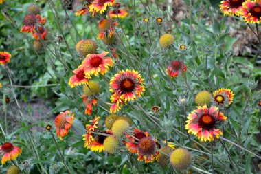 Gaillardia pulchella (ateş tekeri, Hint battaniyesi, Hint battaniyesi veya sundance). Doğanın güzel, soyut arka planı. Yaz manzarası. Doğal.