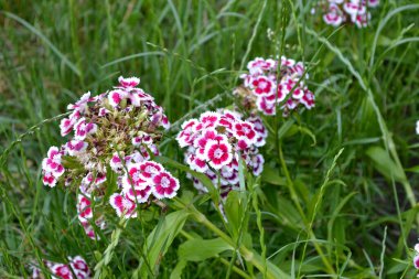 Dianthus barbatus. Doğanın güzel, soyut arka planı. Yaz manzarası. Çiçekli Türk Karanfili çalıları ile doğal bahçe arka planı
