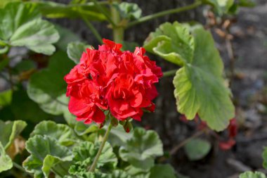 Pelargonium, Geranium. Doğanın güzel, soyut arka planı. Yaz manzarası. Bitki örtüsü ya da yarı çalılık bitkiler. Kırmızı pelargonyum çalıları. Yaz çiçekli yatak