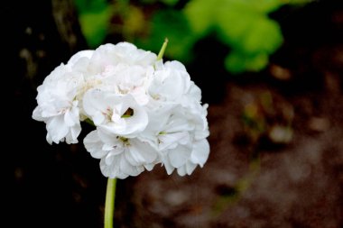 Pelargonium, Geranium. Doğanın güzel, soyut arka planı. Yaz manzarası. Bitki örtüsü ya da yarı çalılık bitkiler. Beyaz pelargonyum çalıları. Yaz çiçekleri, bahçe.