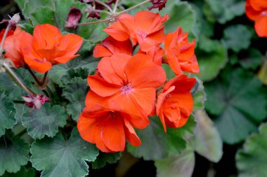 Pelargonium, Geranium. Doğanın güzel, soyut arka planı. Yaz manzarası. Kırmızı pelargonyum çiçekli doğal bahçe arka planı. Yaz çiçekleri, bahçe.