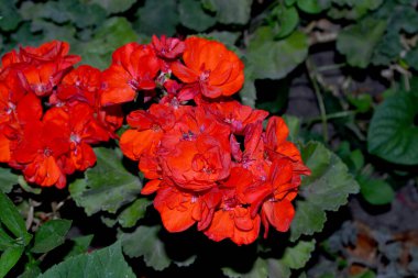 Pelargonium, Geranium. Doğanın güzel, soyut arka planı. Bitki örtüsü ya da yarı çalılık bitkiler. Yaz manzarası. Kırmızı pelargonyum çalıları. Yaz çiçekli yatak