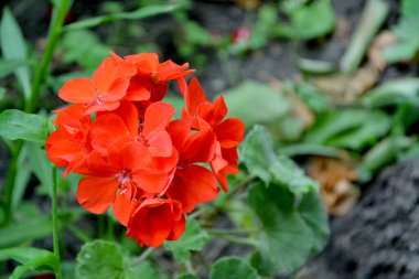 Pelargonium, Geranium. Çiçekli kırmızı pelargonyum çalıları