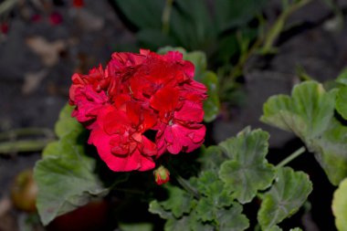 Pelargonium, Geranium. Çok güzel. Bitki örtüsü ya da yarı çalılık bitkiler. Yaz manzarası. kırmızı pelargonyum çalıları