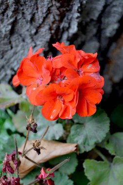 Pelargonium, Geranium. Doğanın güzel, soyut arka planı. Yaz manzarası. Kırmızı pelargonyum çiçekli doğal bahçe arka planı