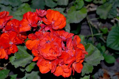 Pelargonium, Geranium. Doğanın güzel, soyut arka planı. Bitki örtüsü ya da yarı çalılık bitkiler. Yaz manzarası. Kırmızı pelargonyum çalıları