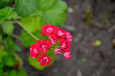 Pelargonium, Geranium. Doğanın güzel, soyut arka planı. Bitki örtüsü ya da yarı çalılık bitkiler. Kırmızı pelargonyum çalıları