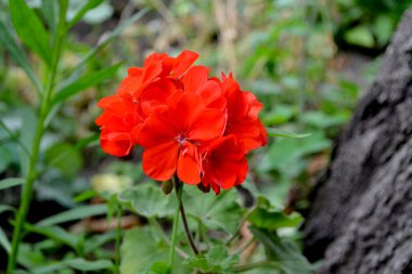 Pelargonium, Geranium. Doğanın güzel arka planı. Çiçekli kırmızı pelargonyum çalıları