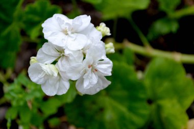 Pelargonium, Geranium. Doğanın güzel arka planı. Bitki örtüsü ya da yarı çalılık bitkiler. Beyaz pelargonyum çalıları