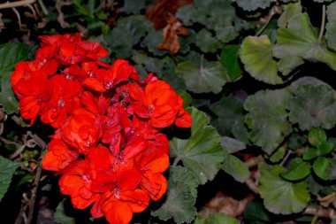 Pelargonium, Geranium. Doğanın güzel, soyut arka planı. Yaz manzarası. Doğal bahçe geçmişi. Çiçekli kırmızı pelargonyum çalıları