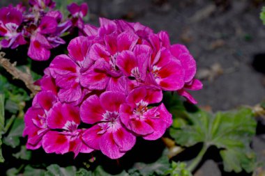 Pelargonium, Geranium. Doğanın güzel, soyut arka planı. Yaz manzarası. Bitki örtüsü ya da yarı çalılık bitkiler. Pembe pelargonyum çalıları. Yaz