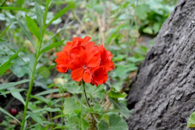 Pelargonium, Geranium. Güzel arka plan. Çiçekli kırmızı pelargonyum çalıları