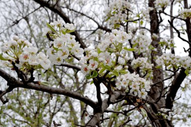 Doğanın güzel, soyut arka planı. Armut ağacı, armut çiçeği. Pyrus komünisi. Güzel çiçek açan ağaç, çiçekler.