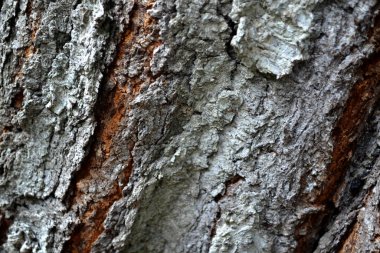 Ağaç kabuğunun dokusu. Köydeki ısıtma mevsimi için hazırlıklar. Bahçede yakacak odun var. Kütüğün fotoğrafı. Köy, orman. Doğal nedenler