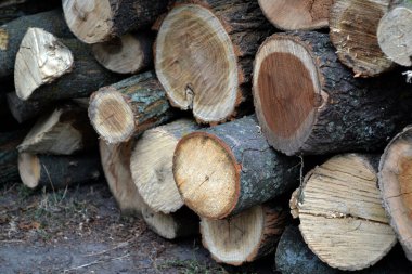 Bahçede yakacak odun var. Köydeki ısıtma mevsimi için hazırlıklar. Kütüğün fotoğrafı. Doku. Doğal.