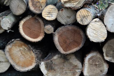 Bahçede yakacak odun var. Köydeki ısıtma mevsimi için hazırlıklar. Fotoğraf. Doğal.