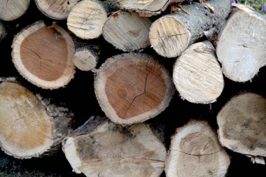 Bahçede yakacak odun var. Köydeki ısıtma mevsimi için hazırlıklar. Kütüğün fotoğrafı. Ağaç kabuğunun dokusu. Doğal.