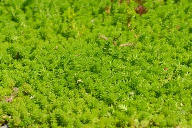 Taşrop. Sedum. Doğanın güzel bitkisel soyut arka planı. Bahar manzarası. Tavşan lahanası. Yeşil yosun. Güzel süs bitkisi.