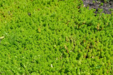 Taşrop. Sedum. Doğanın güzel bitkisel soyut arka planı. Tavşan lahanası