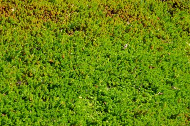 Sedum. Taşrop. Doğanın güzel bitkisel soyut arka planı. Bahar manzarası. Tavşan lahanası. Yeşil yosun. Güzel süs bitkisi. Bahar
