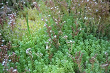 Sedum. Doğanın güzel bitkisel soyut arka planı. Taşrop. Bahar manzarası. Tavşan lahanası. Yeşil yosun
