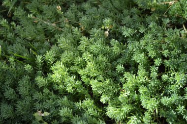 Sedum. Doğanın güzel bitkisel soyut arka planı. Taşrop. Bahar manzarası. Tavşan lahanası. Yeşil yosun. Güzel süs bitkisi.
