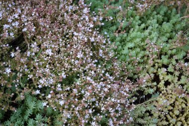 Doğanın güzel bitkisel arka planı. Bahar. Tavşan lahanası. Sedum. Taşkayağı