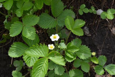 Çilek. Fragaria vesca. Doğanın güzel bitkisel soyut arka planı. Bahar manzarası. Faydalı bir yeşil bitki. Lezzetli ve sağlıklı. Çilek çalıları. Bahar çiçeği. Çiçek çileği.
