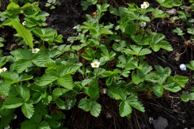 Çilek. Fragaria vesca. Doğanın güzel bitkisel soyut arka planı. Bahar manzarası. Faydalı bir yeşil bitki. Lezzetli ve sağlıklı. Çilek çalıları. Bahar çiçekliği. Çiçek çileği.