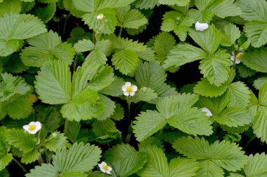 Fragaria vesca. Çilek. Doğanın güzel bitkisel soyut arka planı. Bahar manzarası. Faydalı bir yeşil bitki. Lezzetli ve sağlıklı. Çilek çalıları. Bahar çiçeği. Çiçek çileği.